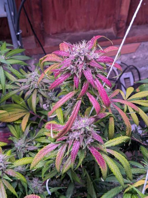 Attempting a staggered grow. Week 12