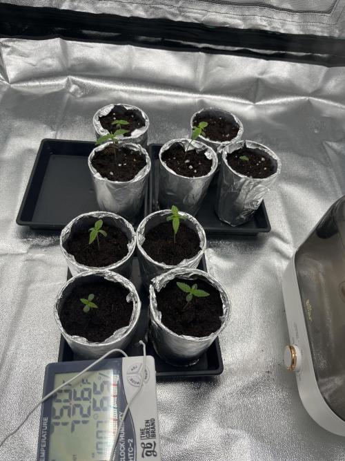 First Autopot run Mephisto & FastBuds🤪. Week 0