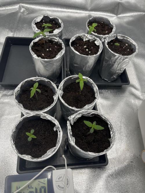First Autopot run Mephisto & FastBuds🤪. Week 0