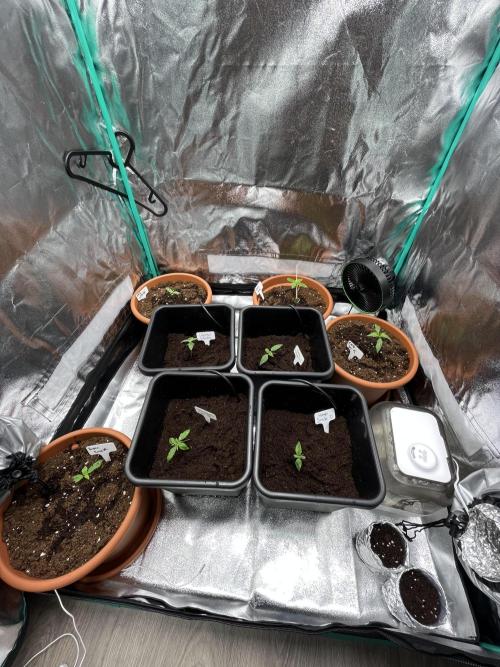 First Autopot run Mephisto & FastBuds🤪. Week 1