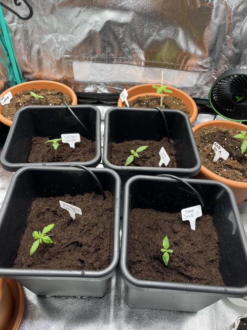 First Autopot run Mephisto & FastBuds🤪. Week 1
