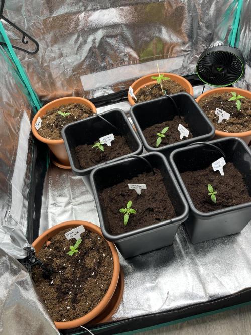 First Autopot run Mephisto & FastBuds🤪. Week 1