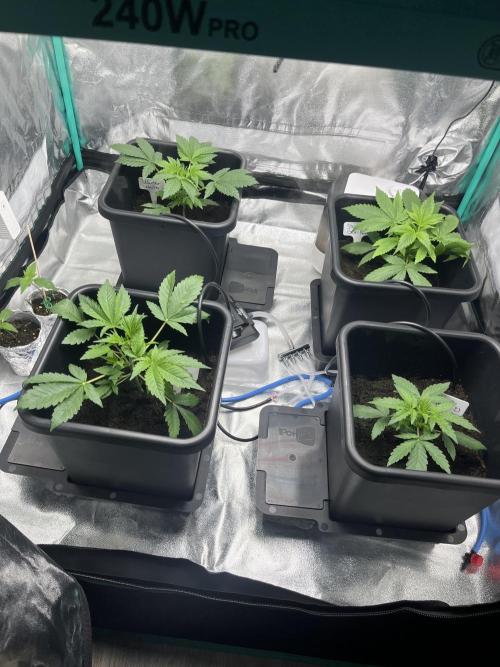First Autopot run Mephisto & FastBuds🤪. Week 2