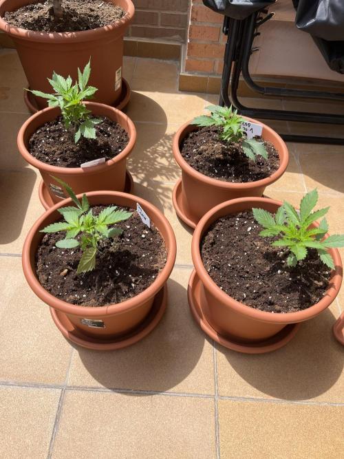 First Autopot run Mephisto & FastBuds🤪. Week 2