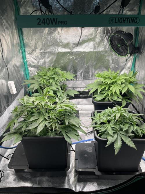 First Autopot run Mephisto & FastBuds🤪. Week 3 - This is how the girls look on the last day of week 3 