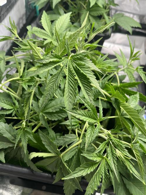 First Autopot run Mephisto & FastBuds🤪. Week 3 - Canna-cheese shows signs of light stress, raised the light a little