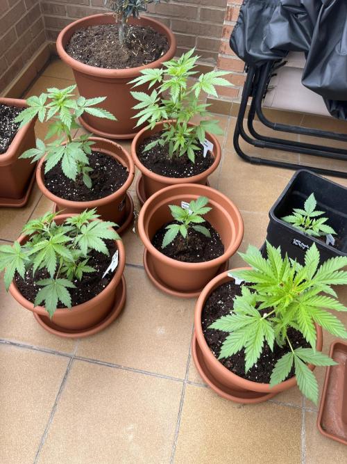 First Autopot run Mephisto & FastBuds🤪. Week 3 - Terrace girls are happy as well. 