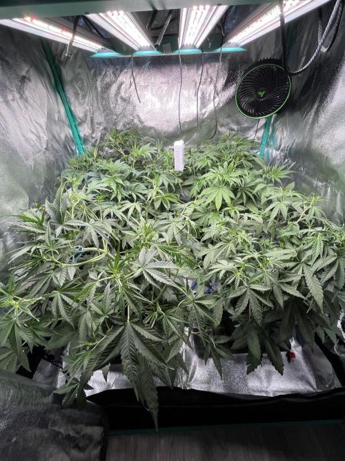 First Autopot run Mephisto & FastBuds🤪. Week 4