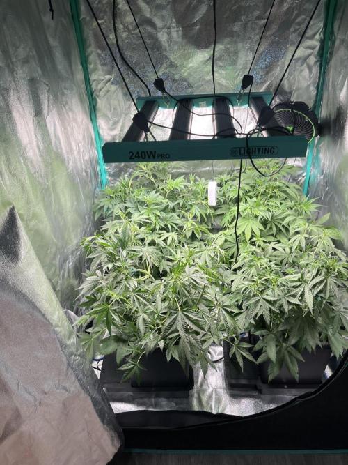 First Autopot run Mephisto & FastBuds🤪. Week 4