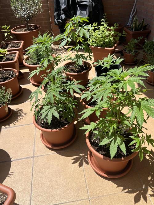First Autopot run Mephisto & FastBuds🤪. Week 4