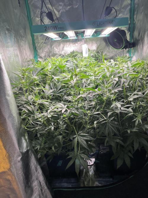First Autopot run Mephisto & FastBuds🤪. Week 5