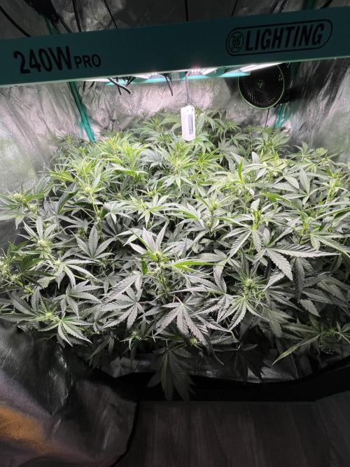 First Autopot run Mephisto & FastBuds🤪. Week 5