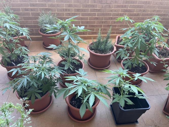 First Autopot run Mephisto & FastBuds🤪. Week 5