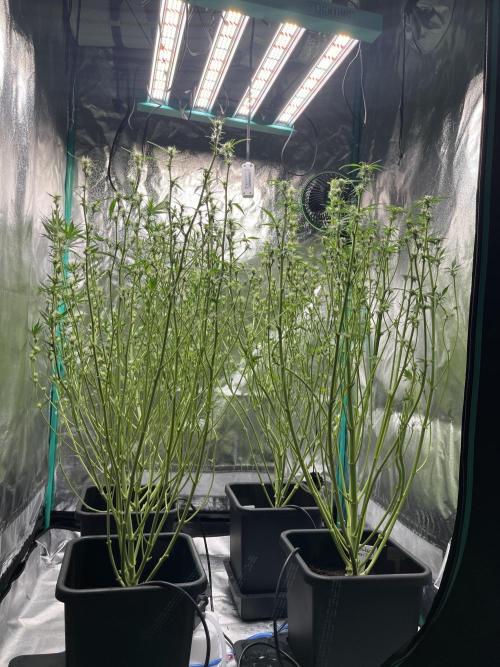First Autopot run Mephisto & FastBuds🤪. Week 6