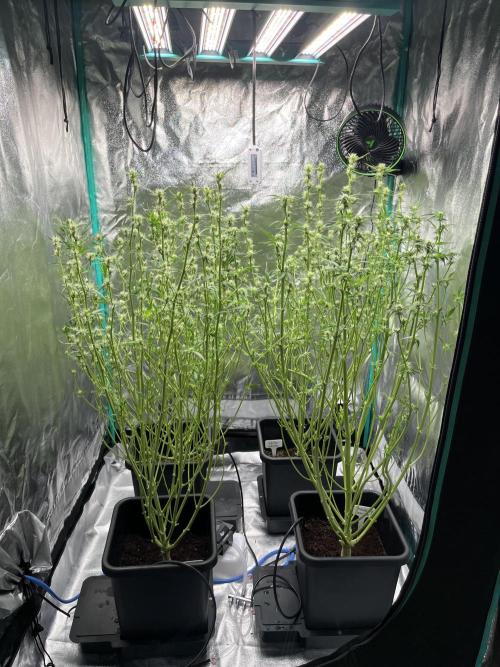 First Autopot run Mephisto & FastBuds🤪. Week 6