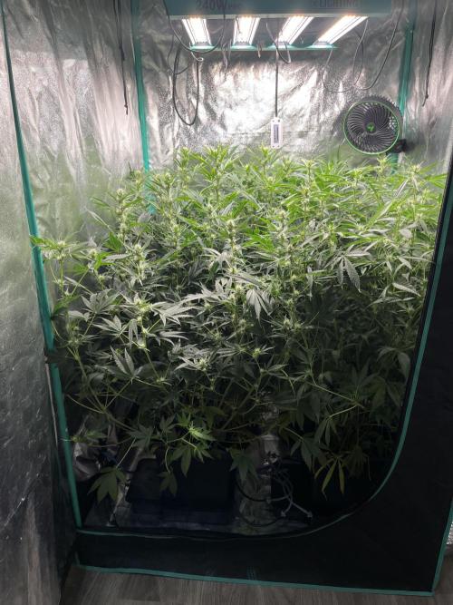 First Autopot run Mephisto & FastBuds🤪. Week 6