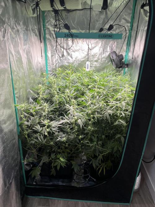 First Autopot run Mephisto & FastBuds🤪. Week 6