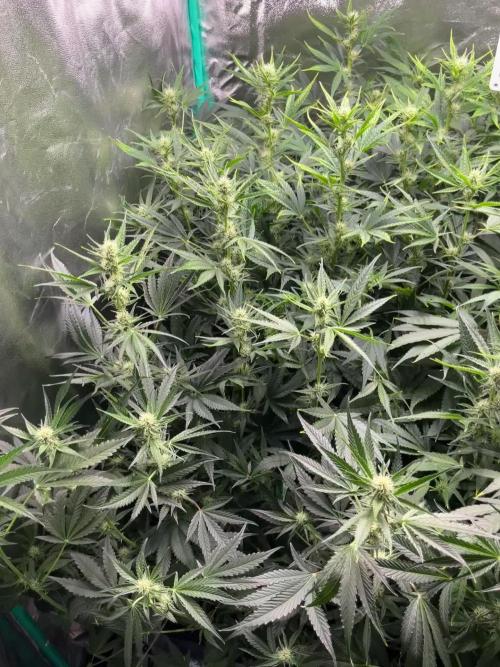 First Autopot run Mephisto & FastBuds🤪