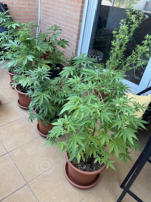 First Autopot run Mephisto & FastBuds🤪. Week 6