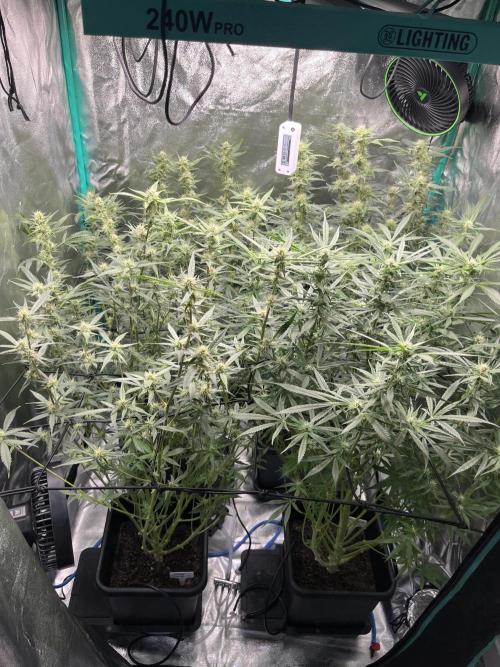 First Autopot run Mephisto & FastBuds🤪. Week 7