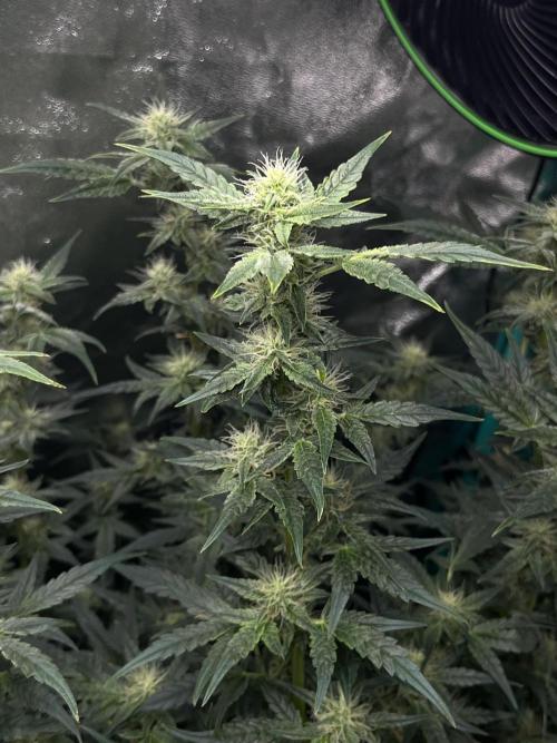 First Autopot run Mephisto & FastBuds🤪. Week 7