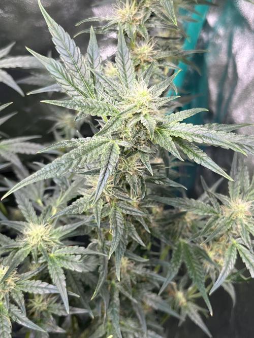 First Autopot run Mephisto & FastBuds🤪. Week 7