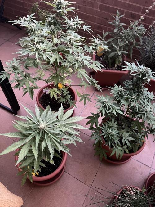 First Autopot run Mephisto & FastBuds🤪. Week 7
