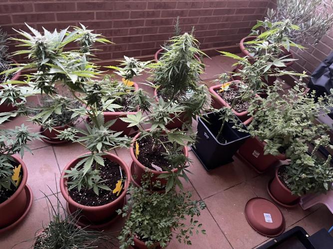 First Autopot run Mephisto & FastBuds🤪. Week 7
