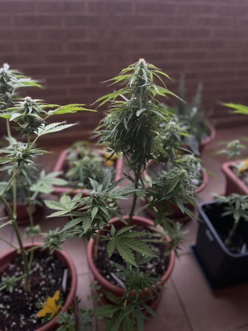 First Autopot run Mephisto & FastBuds🤪. Week 7