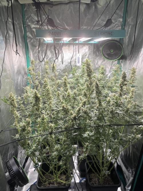 First Autopot run Mephisto & FastBuds🤪. Week 8