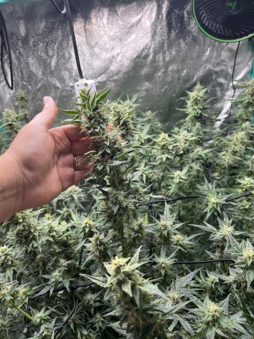 First Autopot run Mephisto & FastBuds🤪. Week 8