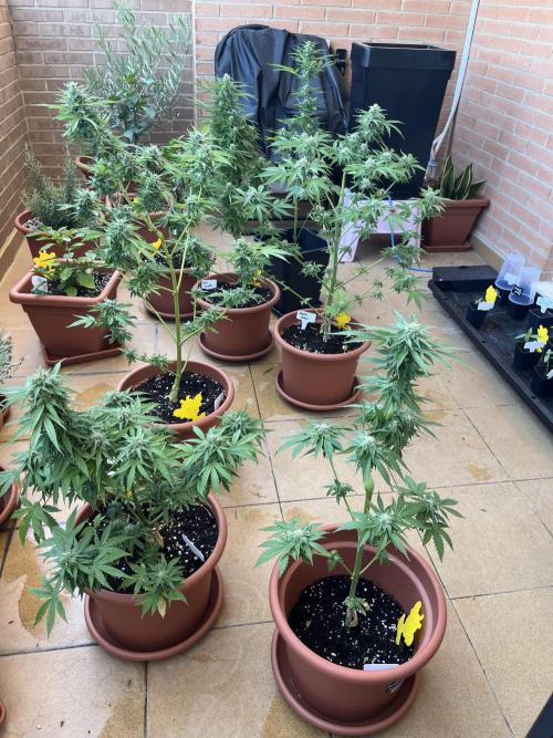 First Autopot run Mephisto & FastBuds🤪. Week 8