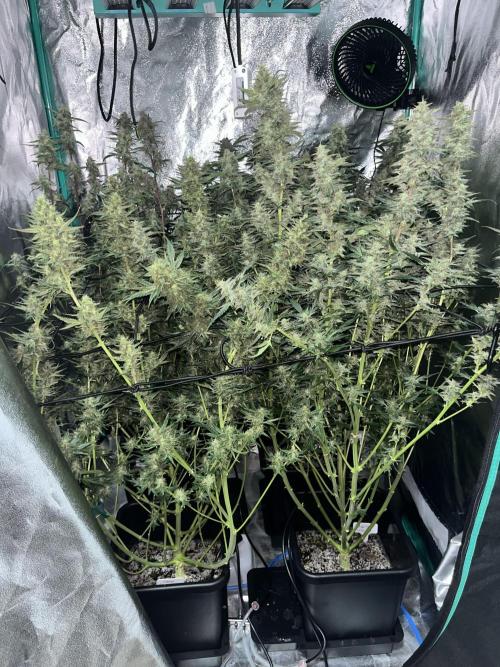 First Autopot run Mephisto & FastBuds🤪. Week 9