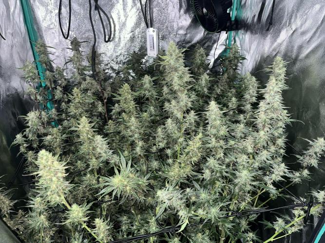 First Autopot run Mephisto & FastBuds🤪. Week 9