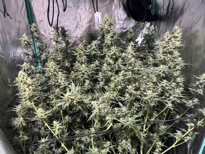 First Autopot run Mephisto & FastBuds🤪. Week 9