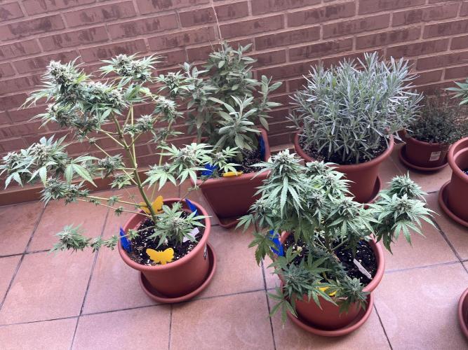 First Autopot run Mephisto & FastBuds🤪. Week 9