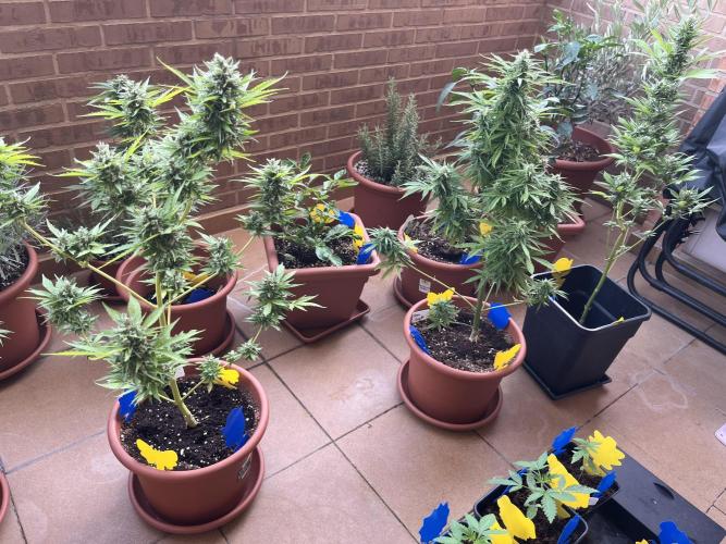 First Autopot run Mephisto & FastBuds🤪. Week 9