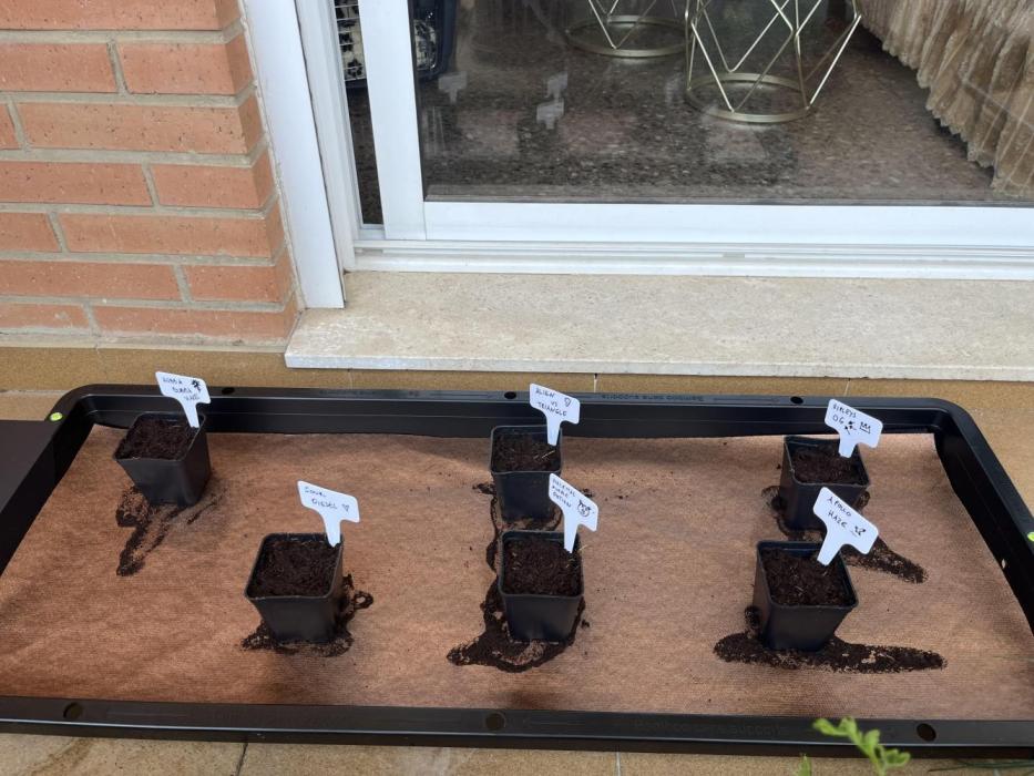 Outdoor Mephisto and tray2grow test run. Week 0