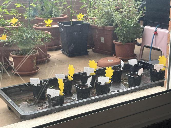 Outdoor Mephisto and tray2grow test run. Week 1