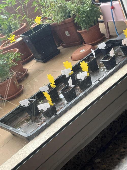 Outdoor Mephisto and tray2grow test run. Week 1