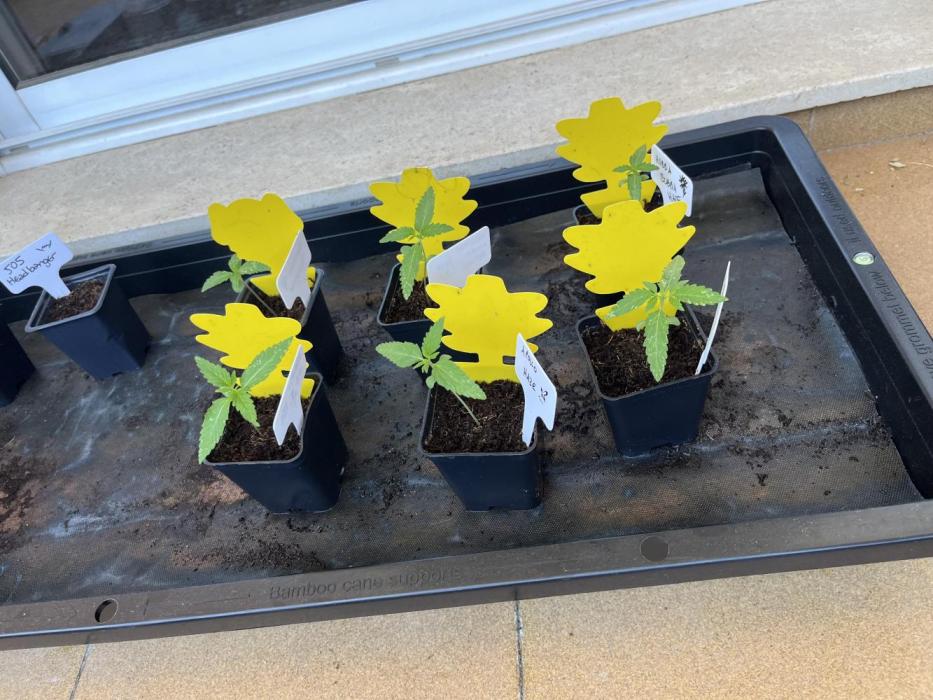 Outdoor Mephisto and tray2grow test run. Week 2
