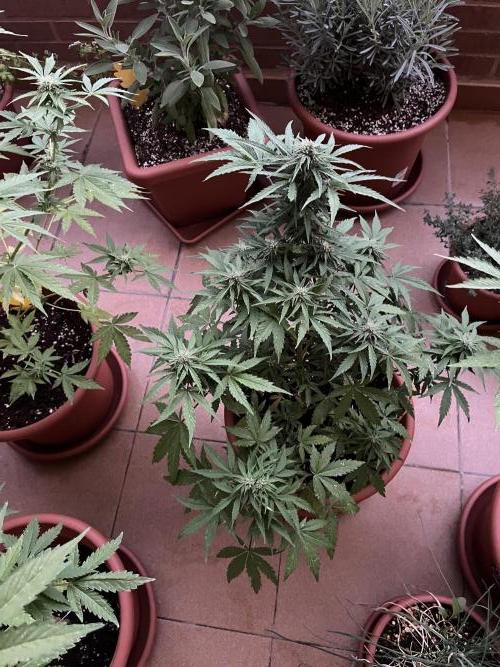 First Autopot run Mephisto & FastBuds🤪. Week 7