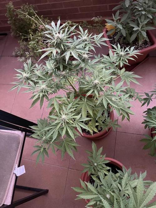 First Autopot run Mephisto & FastBuds🤪. Week 7