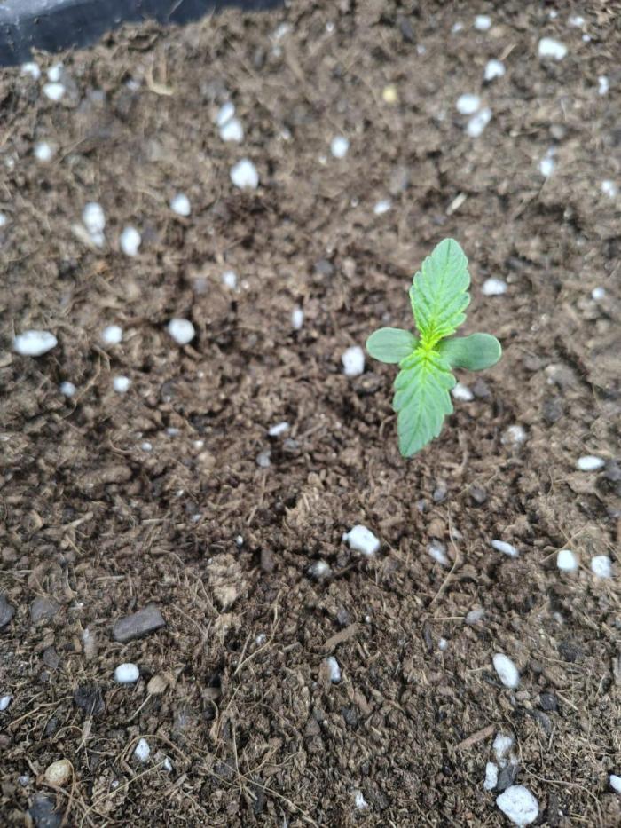 Gelato 41 Auto. Week 0 - Semana 1