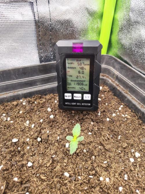 Gelato 41 Auto. Week 1