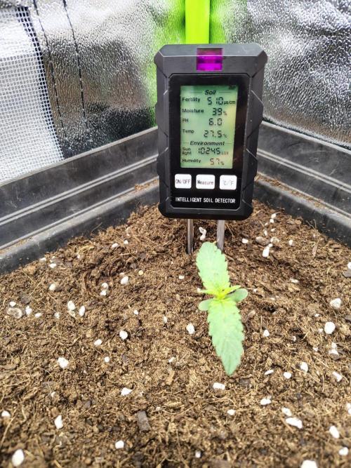 Gelato 41 Auto. Week 1