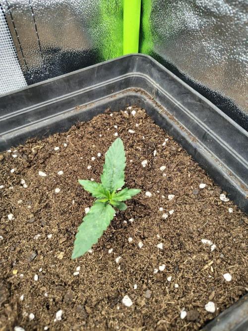 Gelato 41 Auto. Week 1