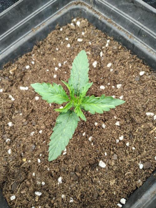 Gelato 41 Auto. Week 2