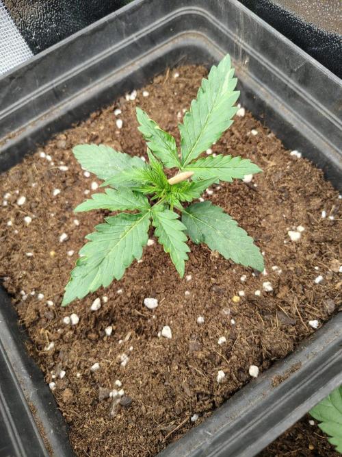 Gelato 41 Auto. Week 2