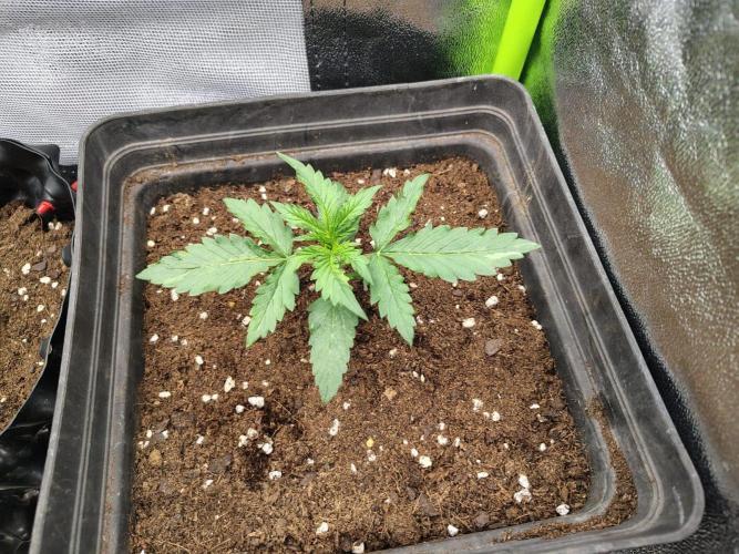 Gelato 41 Auto. Week 2